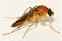 На территории Российской Федерации выявлен карантинный объект - многоядная муха – горбатка
